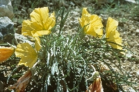 Oenothera brachycarpa